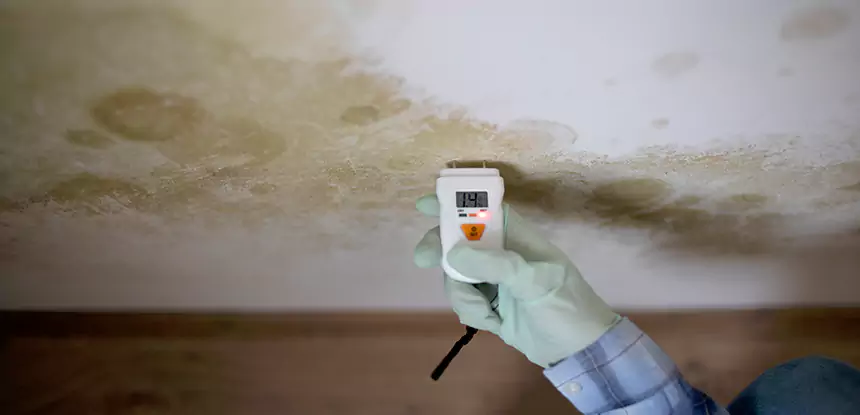 Emergency Mold Remediation in Raymore