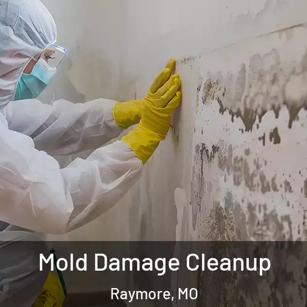  Mold Damage Cleanup Raymore, MO