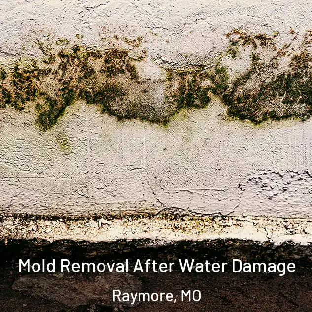  Mold Removal After Water Damage Raymore, MO